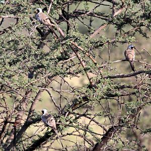 Namaqua Doves (Oena capensis) ID?