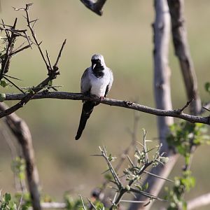 Namaqua Dove (Oena capensis)