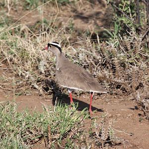 Crowned Lapwing (Vanellus coronatus)