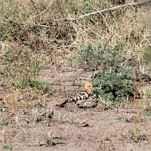 Common Hoopoe (Upupa epops)