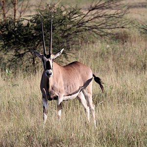 East African or beisa oryx (Oryx beisa)