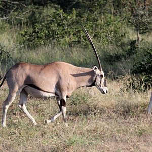 East African or beisa oryx (Oryx beisa)