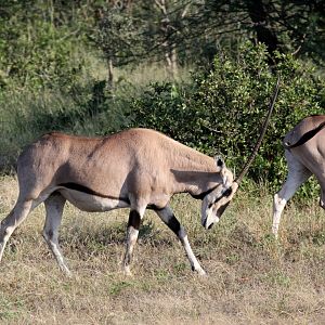 East African or beisa oryx (Oryx beisa)
