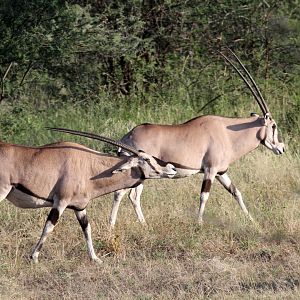 East African or beisa oryx (Oryx beisa)