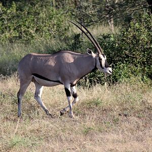 East African or beisa oryx (Oryx beisa)