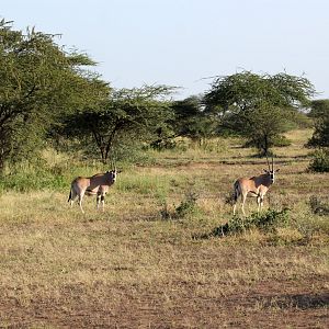 East African or beisa oryx (Oryx beisa) social distancing before it was cool