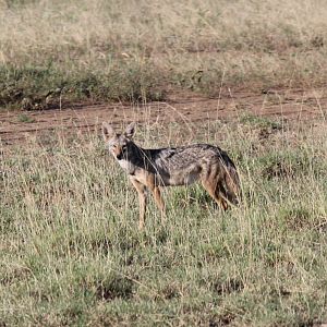 North African Wolf (Canis anthus lupaster)