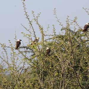 white-headed buffalo weaver or white-faced buffalo-weaver (Dinemellia dinemelli)