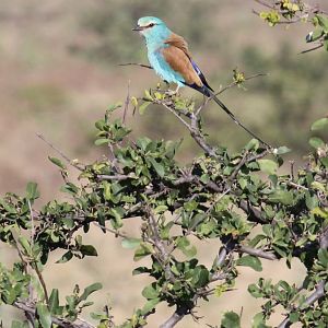 Abyssinian Roller (Coracias abyssinicus)