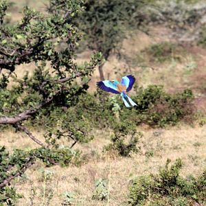 Abyssinian Roller (Coracias abyssinicus) in flight