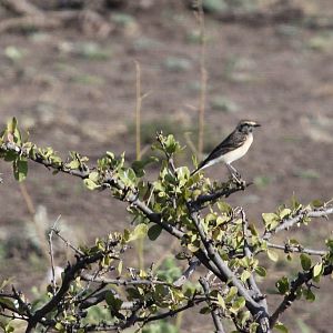 Tawny Pipit (Anthus campestris) ID?