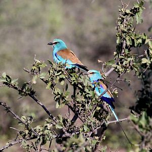 Abyssinian roller (Coracias abyssinicus)