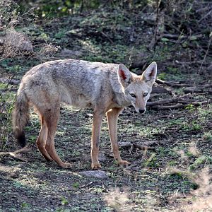 North African Wolf (Canis anthus lupaster)