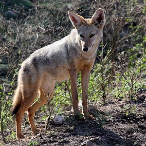 North African Wolf (Canis anthus lupaster)