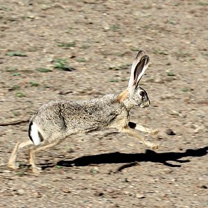 Abyssinian hare (Lepus habessinicus)