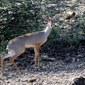 Salt's dik-dik (Madoqua saltiana saltiana)