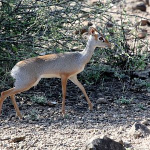 Salt's dik-dik (Madoqua saltiana saltiana)