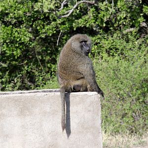 olive baboon (Papio anubis)
