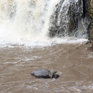 Nile Crocodiles (Crocodylus niloticus) and waterfall
