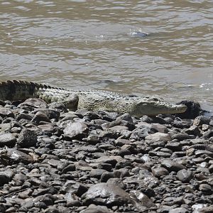Nile Crocodile (Crocodylus niloticus)