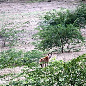 spotted hyena (Crocuta crocuta) emerging at dusk from the "Hyena Cave" outside Awash NP