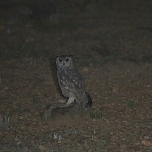 greyish eagle-owl or vermiculated eagle-owl (Bubo cinerascens)
