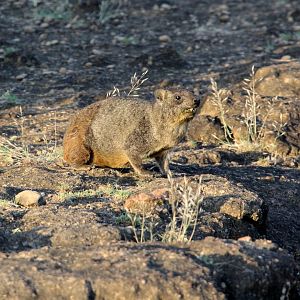 Abyssinian Rock Hyrax (Procavia capensis habessinicus)