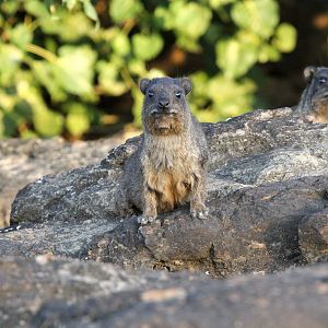 Abyssinian Rock Hyrax (Procavia capensis habessinicus)
