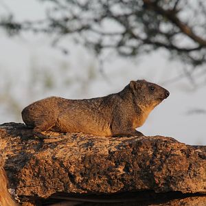 Abyssinian Rock Hyrax (Procavia capensis habessinicus)