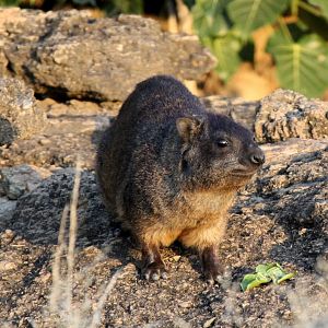 Abyssinian Rock Hyrax (Procavia capensis habessinicus)