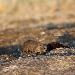 Abyssinian Rock Hyrax (Procavia capensis habessinicus) young