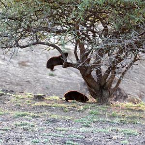 Abyssinian Rock Hyrax (Procavia capensis habessinicus)