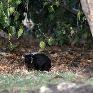 Abyssinian Rock Hyrax (Procavia capensis habessinicus)