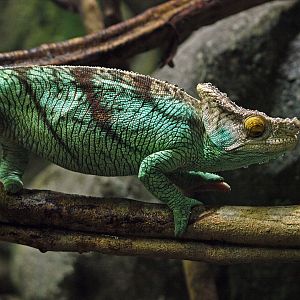 Parson's chameleon