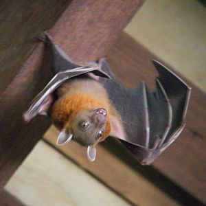"Excited" Cynopterus brachyotis / Lesser Dog-Faced Fruit Bat