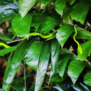 Ahaetulla prasina / 'Oriental Whipsnake'