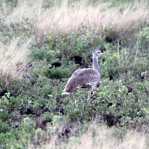 Arabian bustard (Ardeotis arabs) ID?