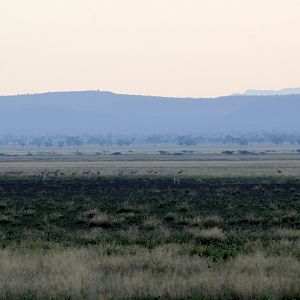 Morning Dawn with Soemmerring's gazelle (Nanger soemmerringii) herd