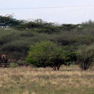 Northern gerenuk or Sclater's gazelle (Litocranius walleri sclateri)