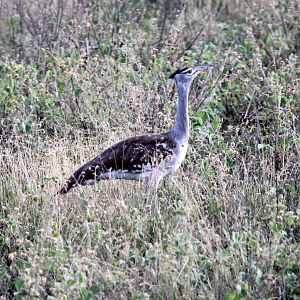 kori bustard (Ardeotis kori)