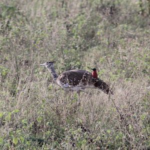 northern carmine bee-eater (Merops nubicus) hitching a ride on a kori bustard (Ardeotis kori)