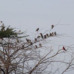 wattled starling (Creatophora cinerea), northern carmine bee-eater (Merops nubicus) & red-billed quelea (Quelea quelea)
