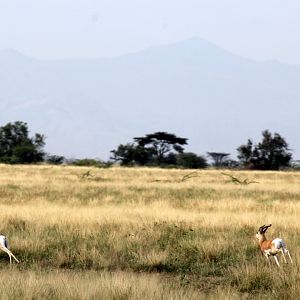 Soemmerring's gazelles (Nanger soemmerringii) running