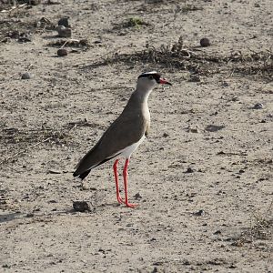 crowned lapwing (Vanellus coronatus)