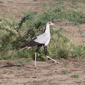 secretary bird (Sagittarius serpentarius)