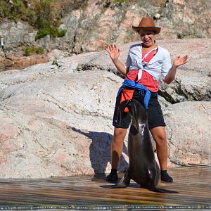 Captain Seasick's seal show in Kolmården