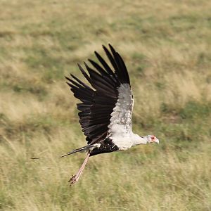 secretary bird (Sagittarius serpentarius)