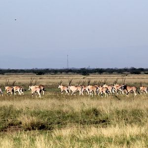East African or Beisa oryx (Oryx beisa) herd