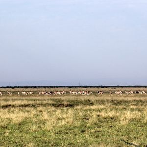 East African or Beisa oryx (Oryx beisa) herd