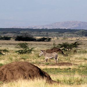 Grevy's zebra (Equus grevyi)